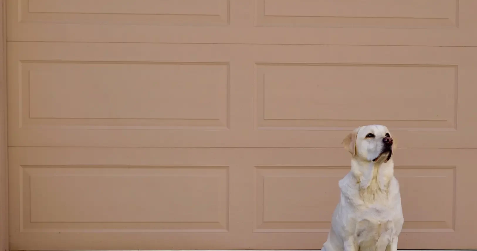 A white dog sitting in front of a tan garage door